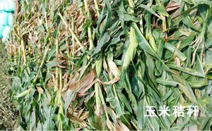 玉米秸稈 玉米秸稈