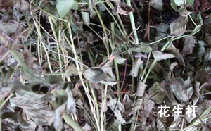 花生桿 花生桿