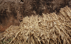 秸稈 秸稈