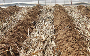 玉米秸稈 玉米秸稈