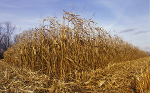 玉米秸稈 玉米秸稈