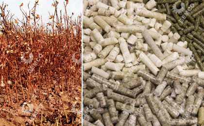 棉花秸稈與顆粒 棉花秸稈與顆粒